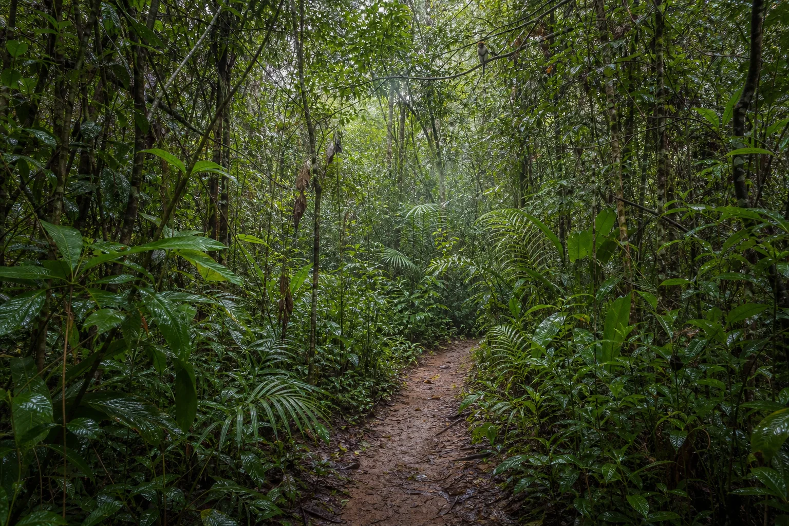 Sentier dans une végétation tropicale dense près de Toamasina